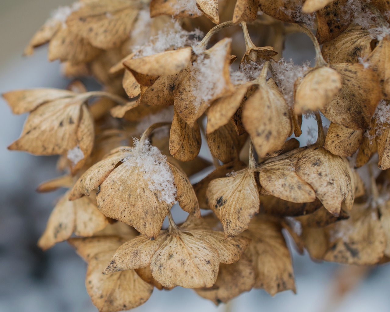 snow winter hydrangea free photo