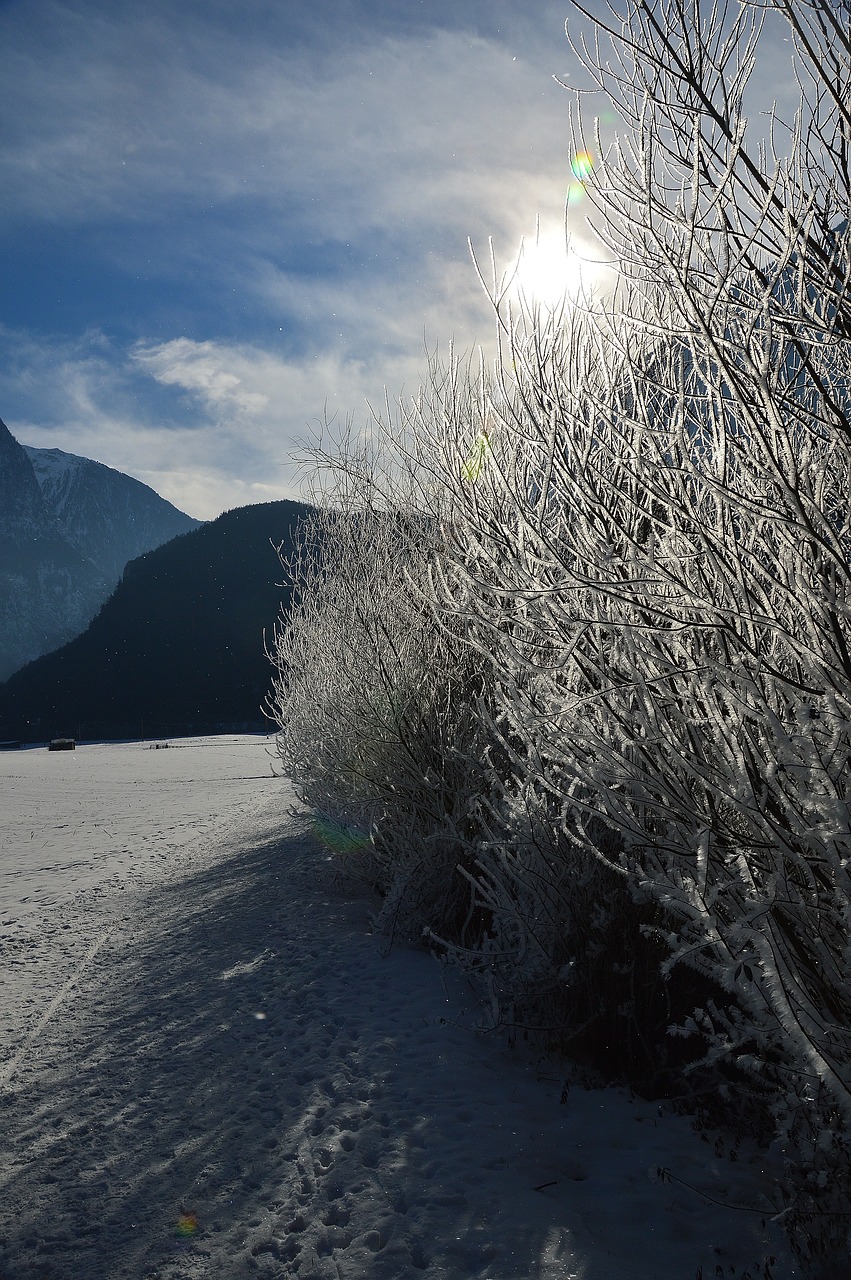 snow winter winter forest free photo