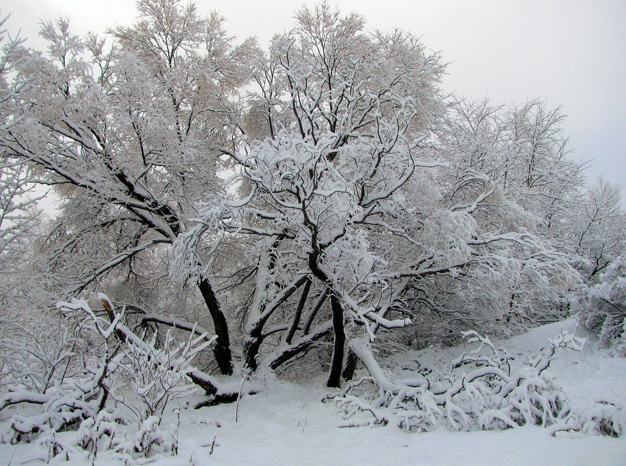 snow frost winter free photo