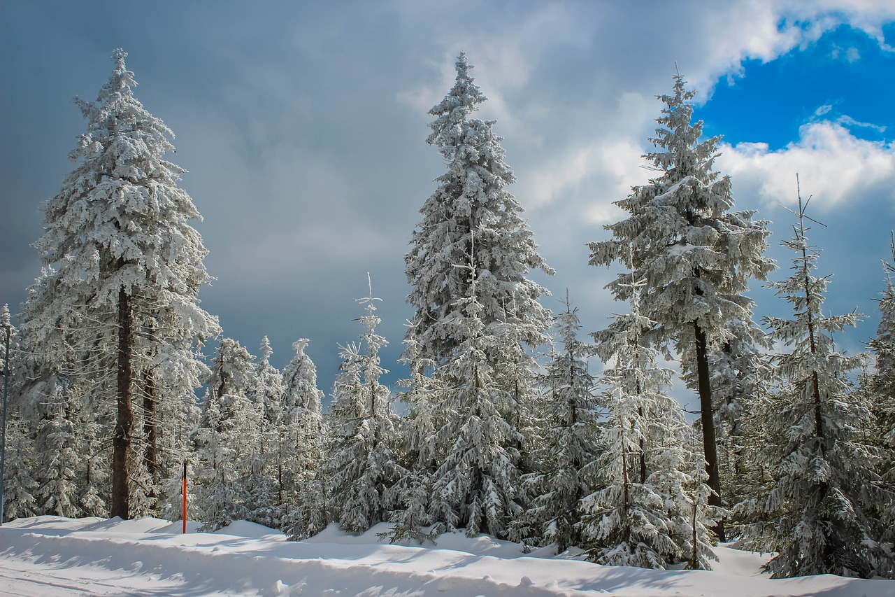 tree snow nature free photo