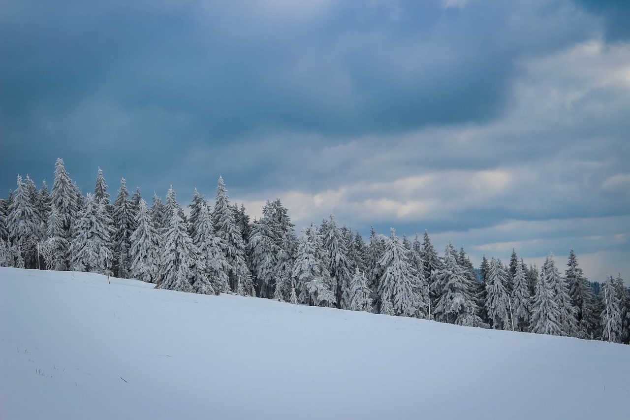 snow tree nature free photo