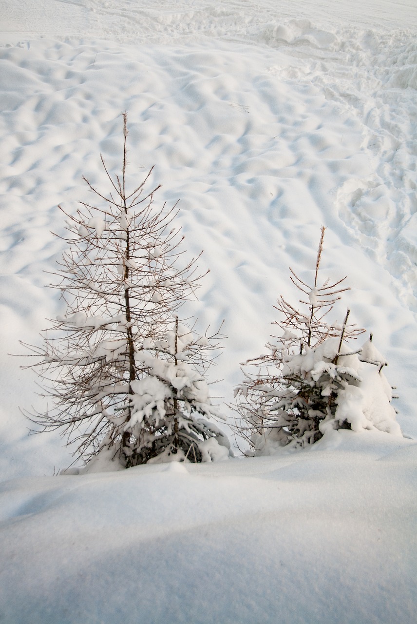 snow nature wintry free photo