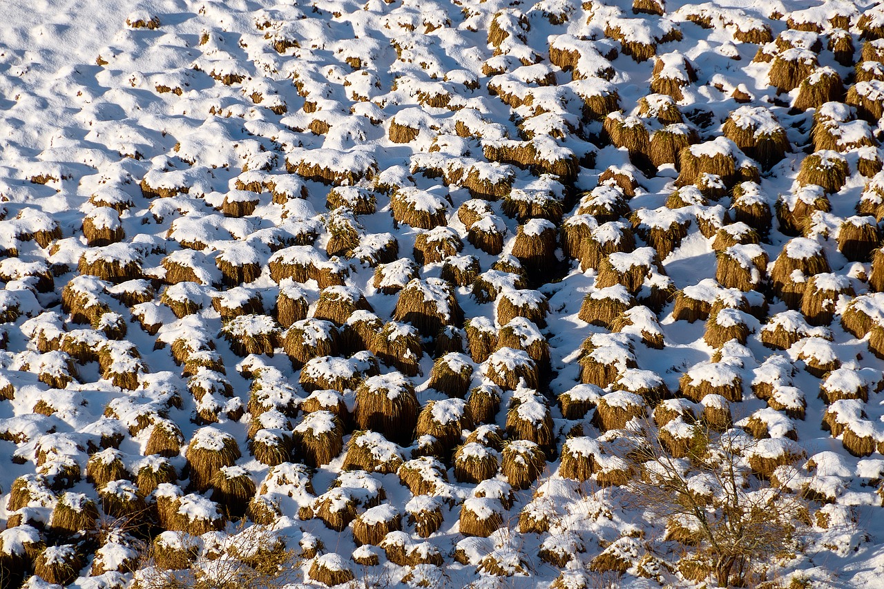 snow meadow winter free photo