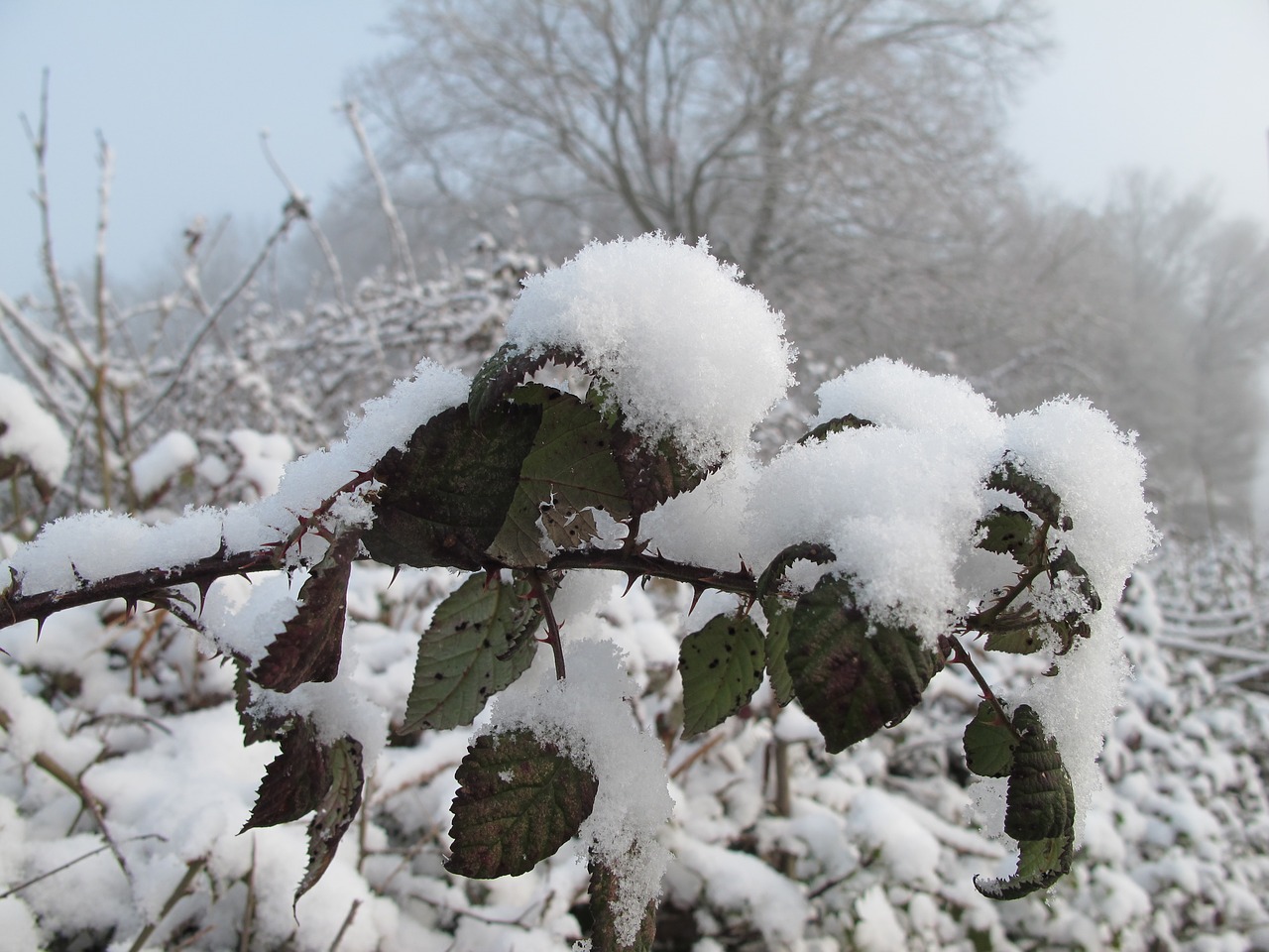 snow winter nature free photo