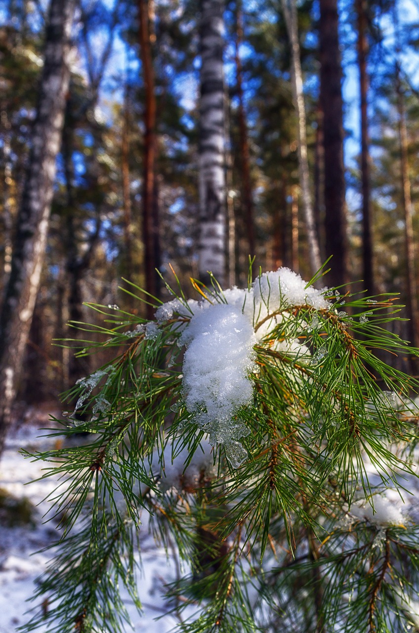 snow pine winter free photo