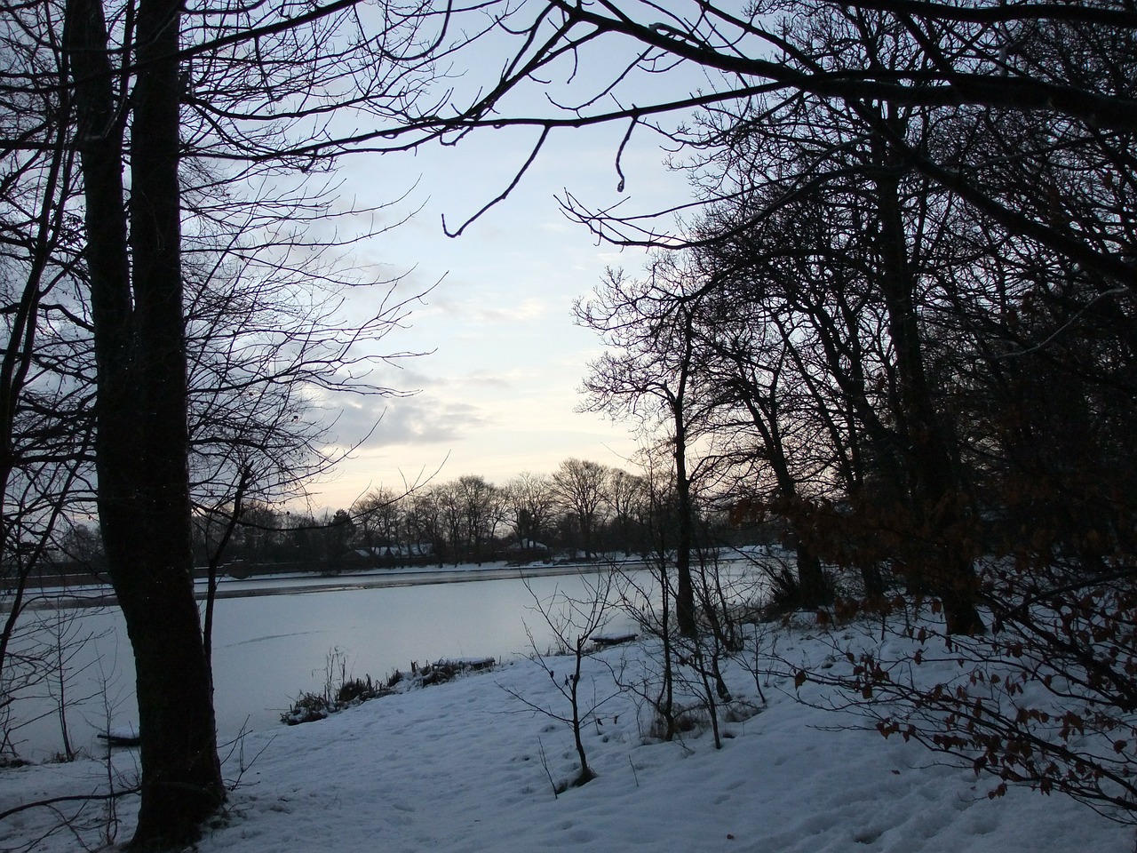 snow winter trees free photo