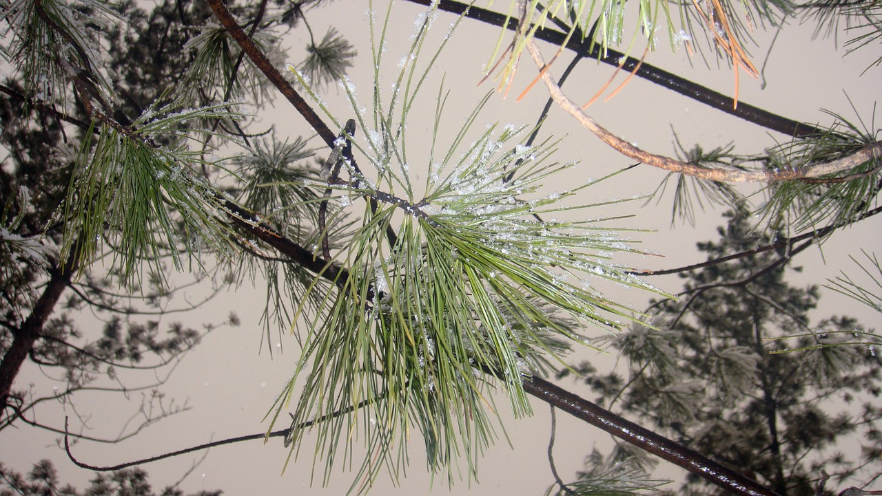 snow pine north-east free photo