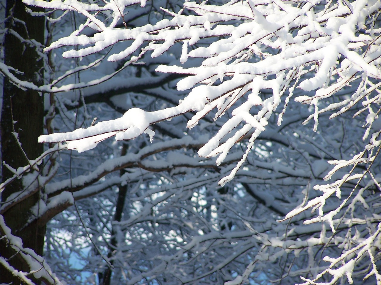 snow trees nature free photo