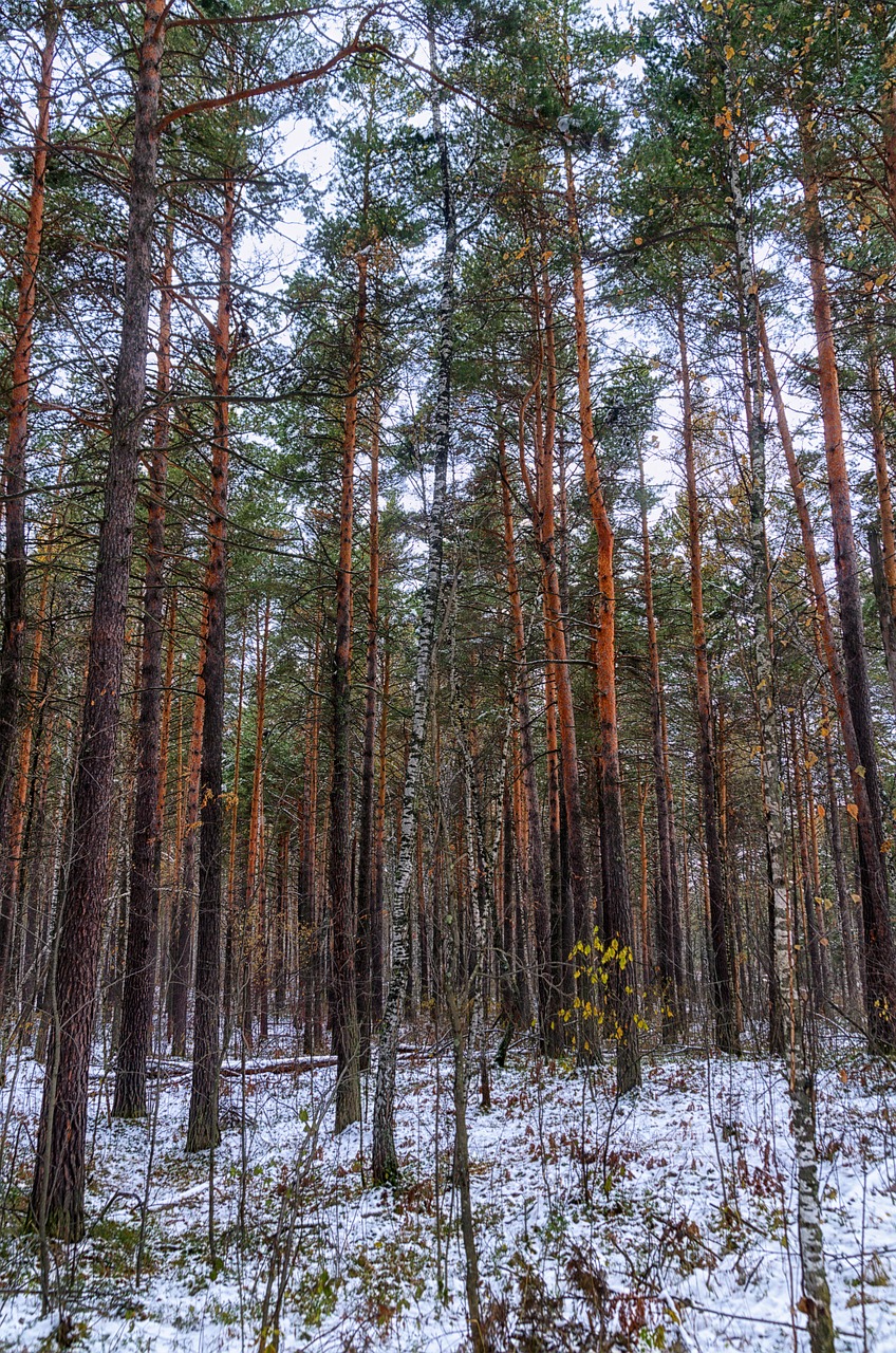 snow forest winter free photo