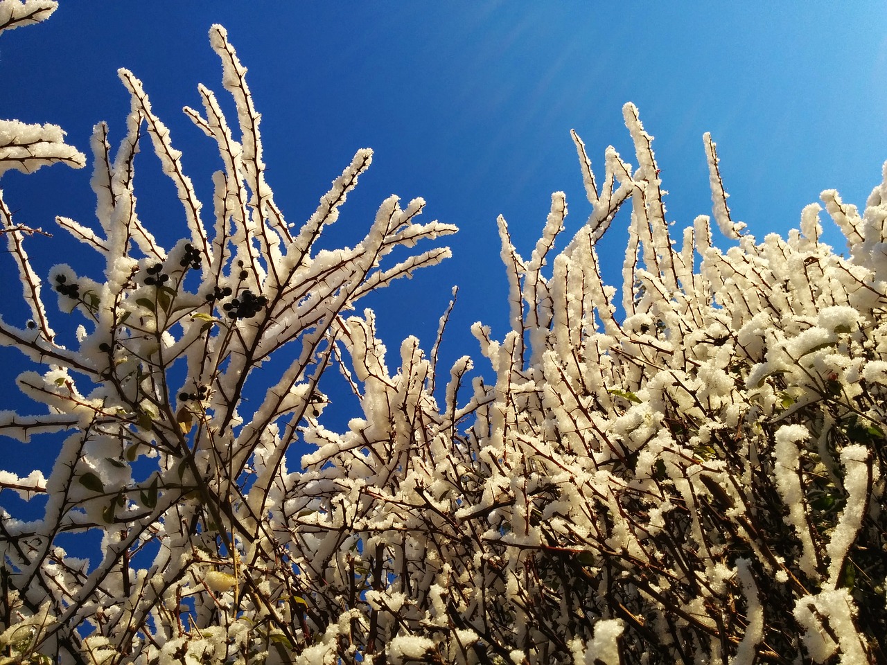 snow winter shrub free photo