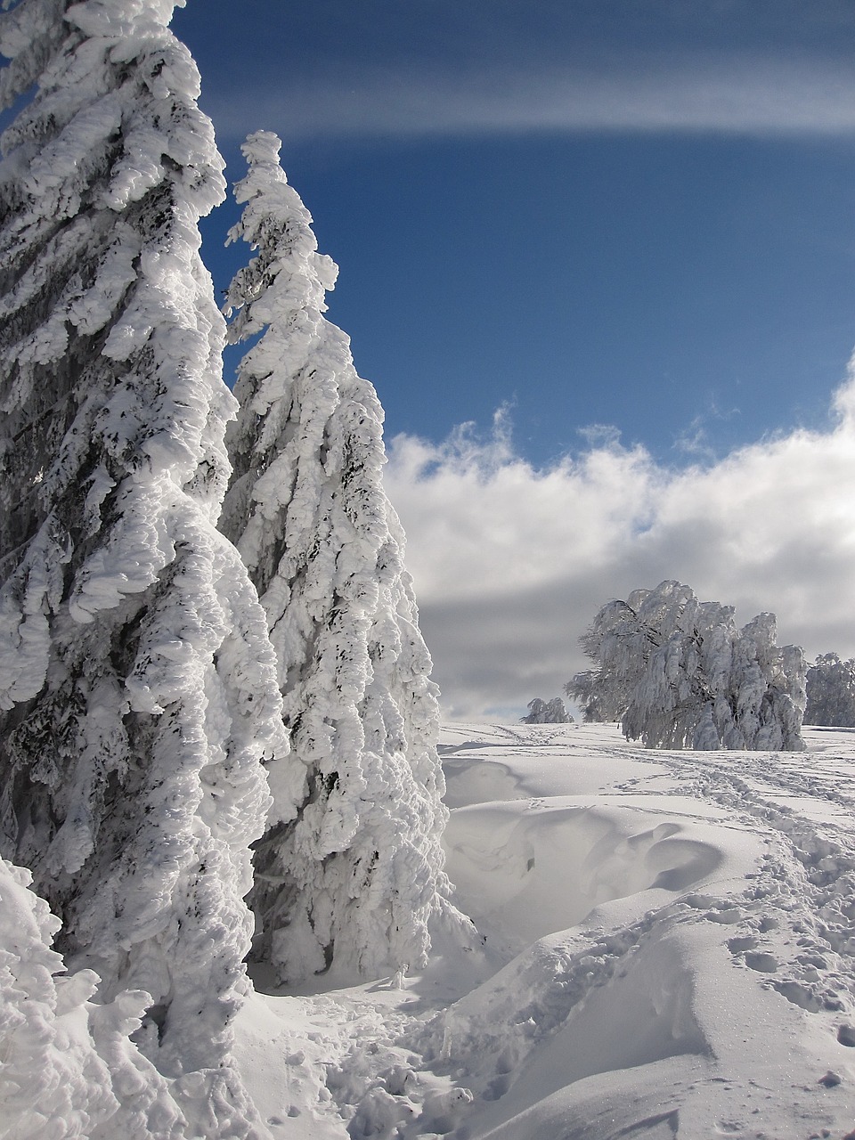 snow winter firs free photo