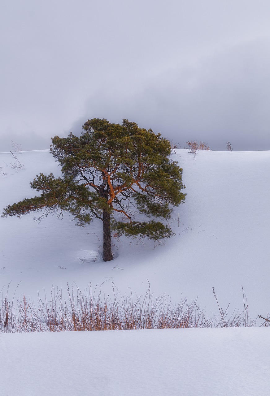 snow pine cloud free photo