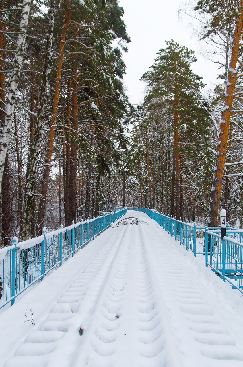 snow railway pine free photo
