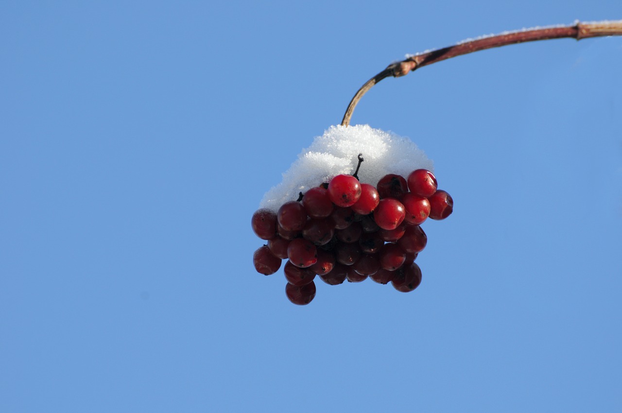 snow berries berry red free photo