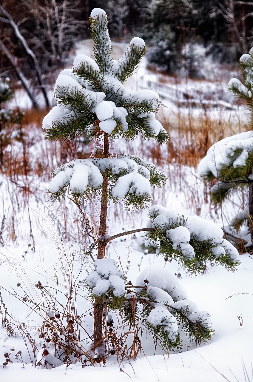 snow pine lonely free photo