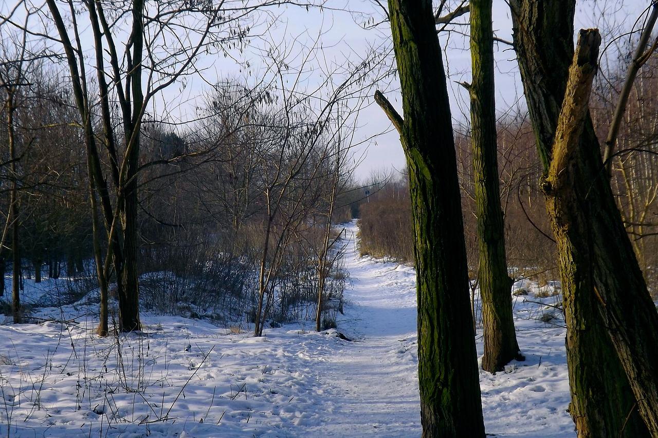 snow trees forest free photo