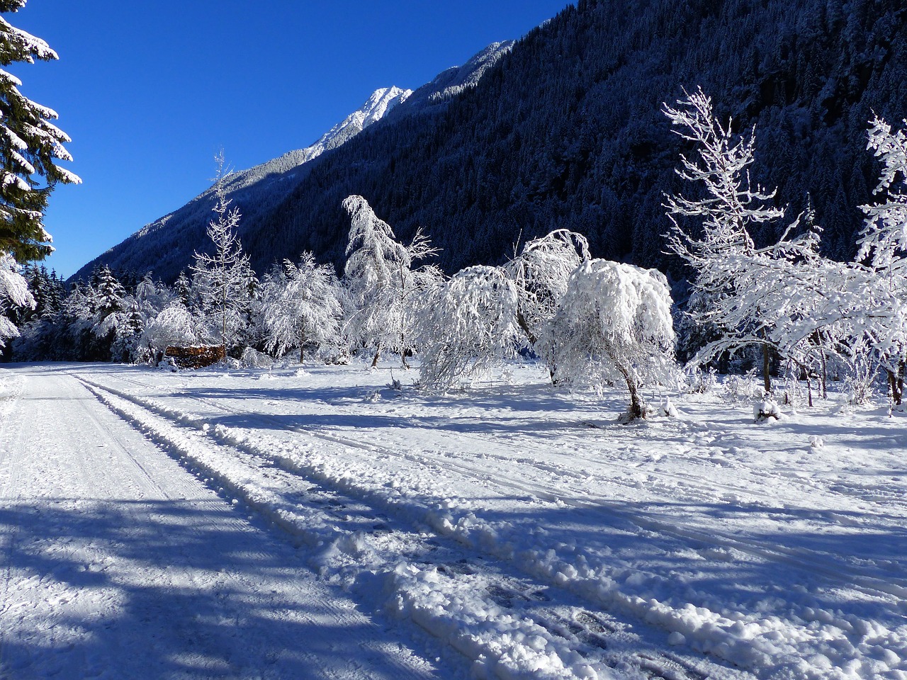 snow ripe wintry free photo