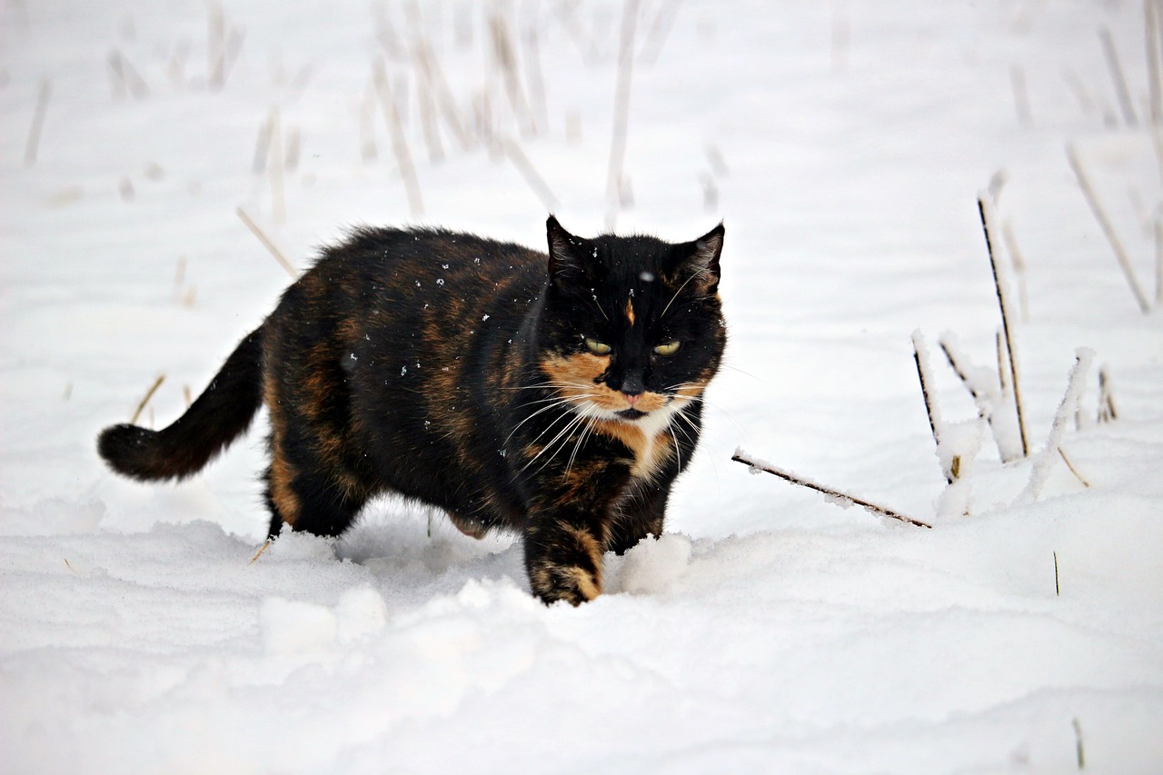 snow mieze cat free photo