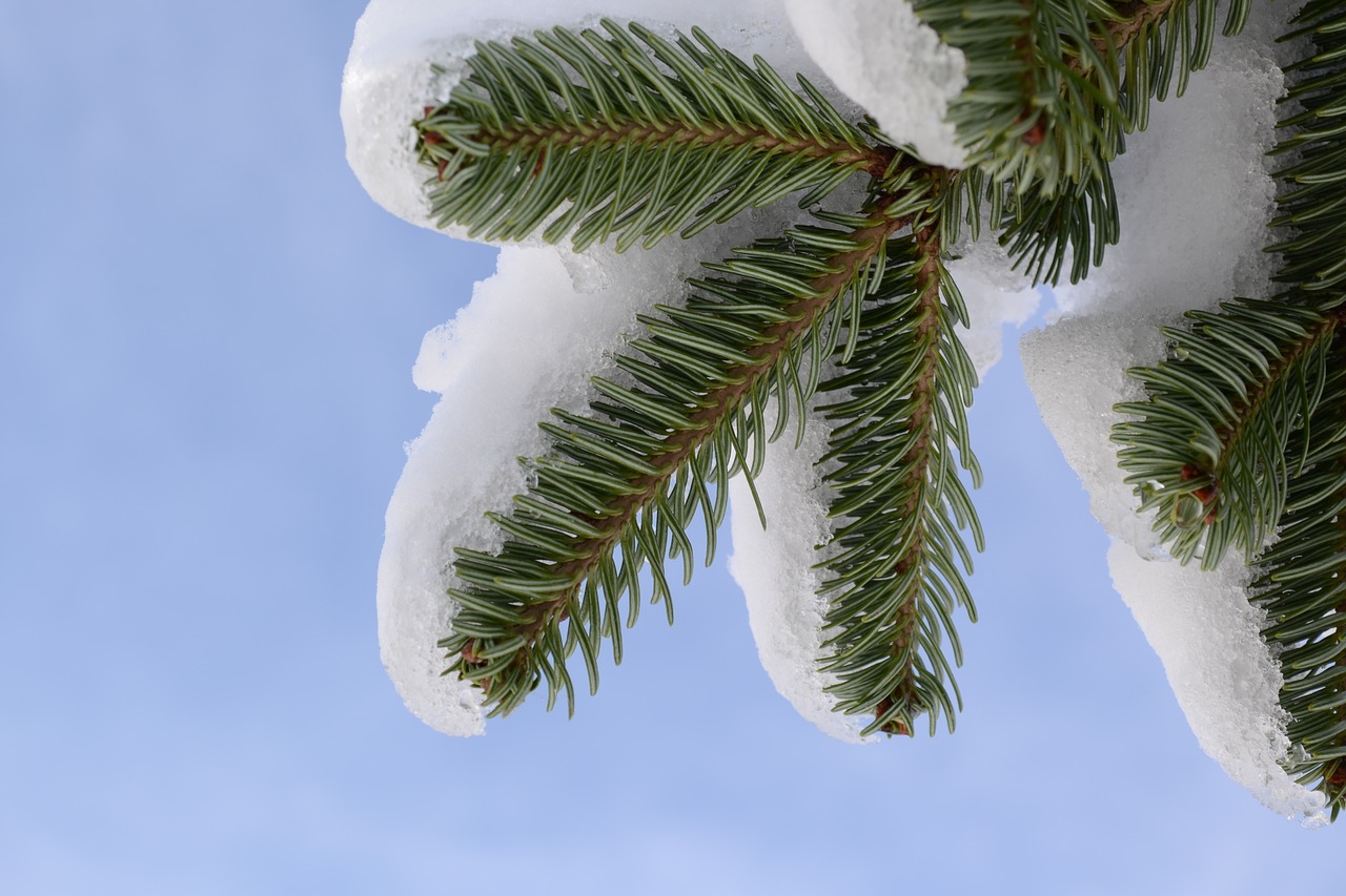 snow tree fir free photo