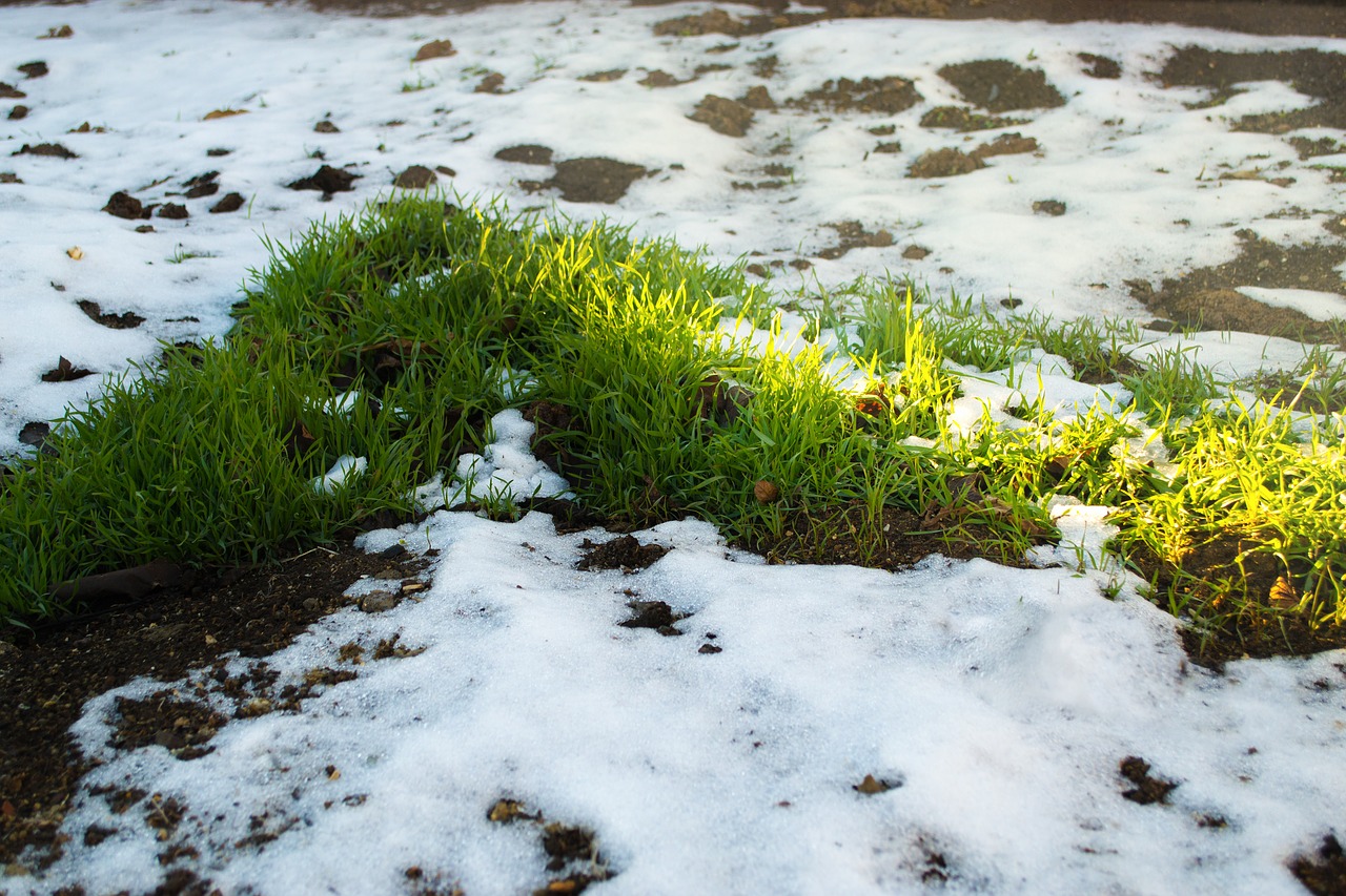 snow grass spring free photo