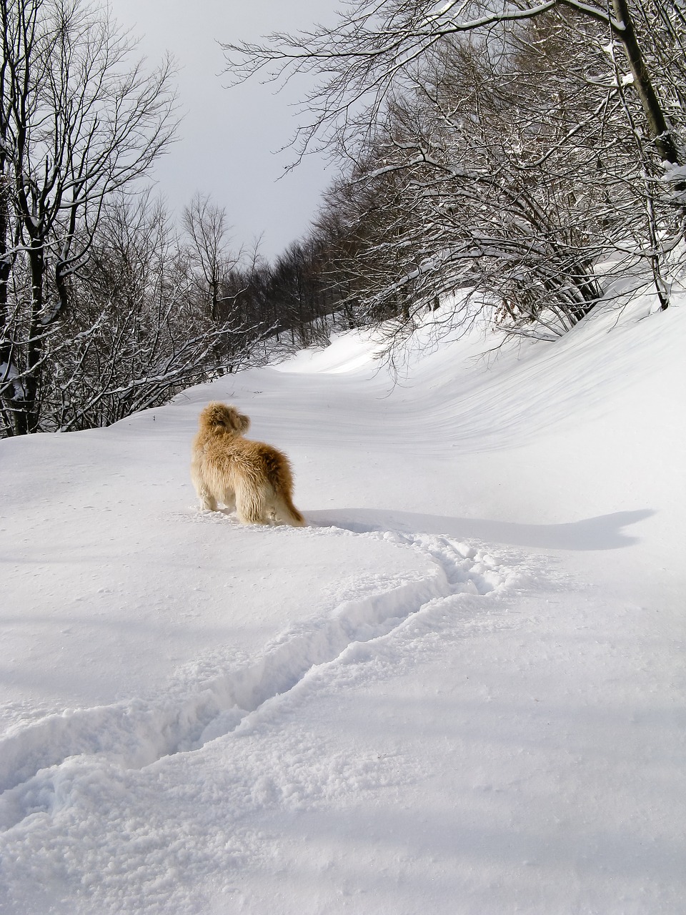 snow forest wolf free photo