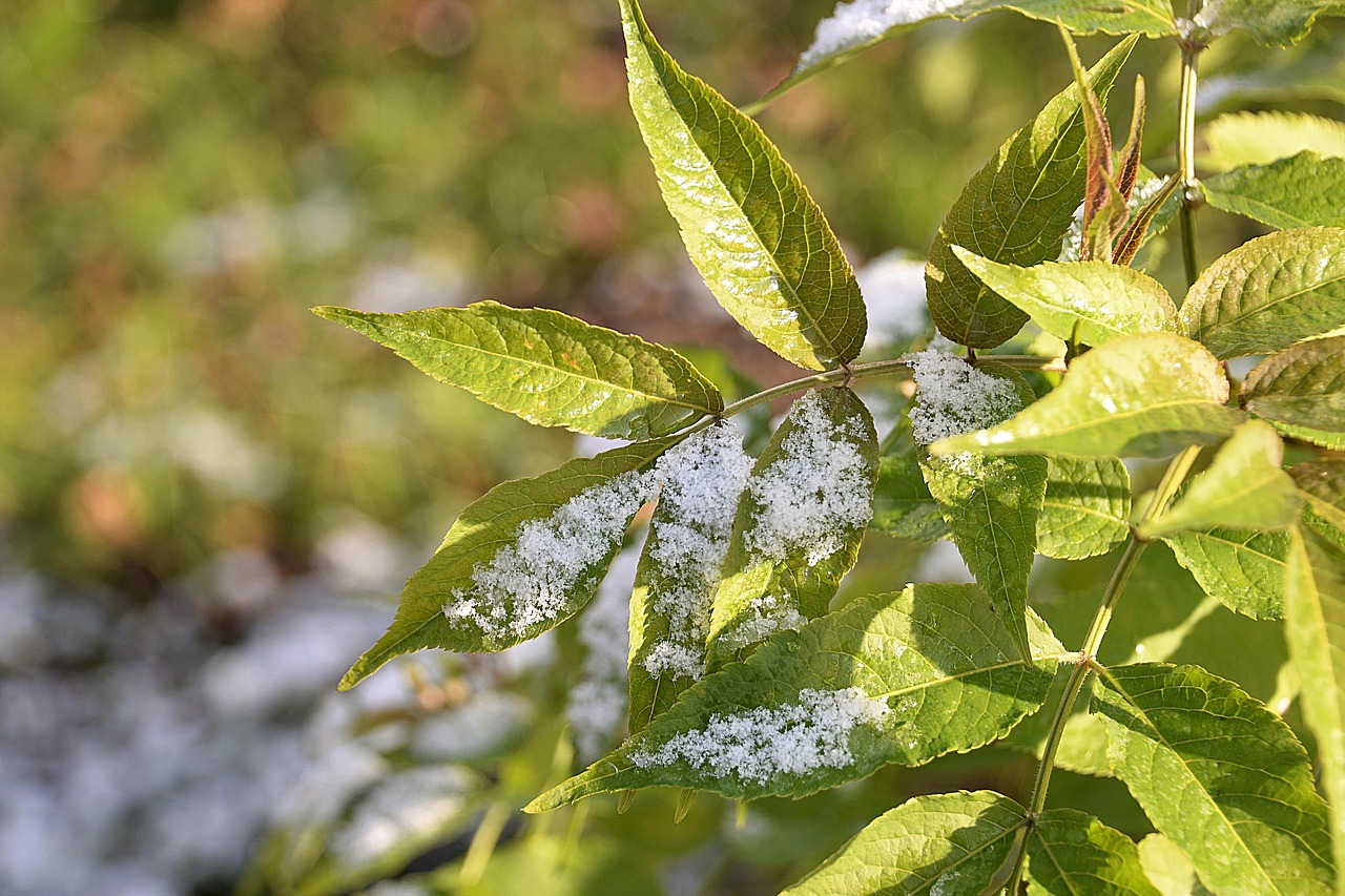 snow elderberry leaves lightly snowing free photo