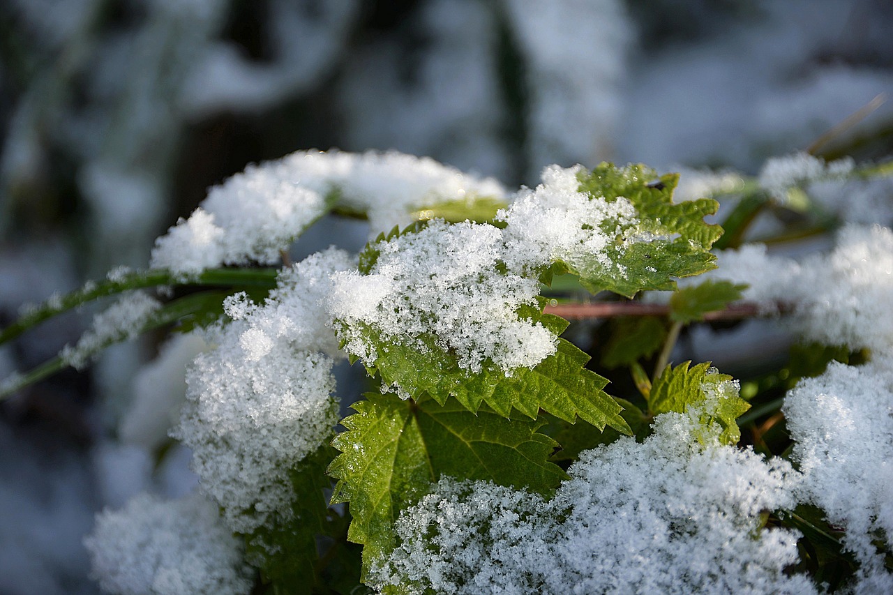 snow stinging nettle snowy free photo