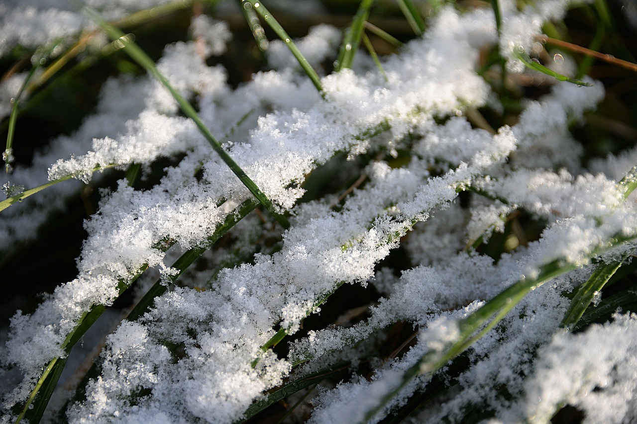 snow blades of grass first snow free photo