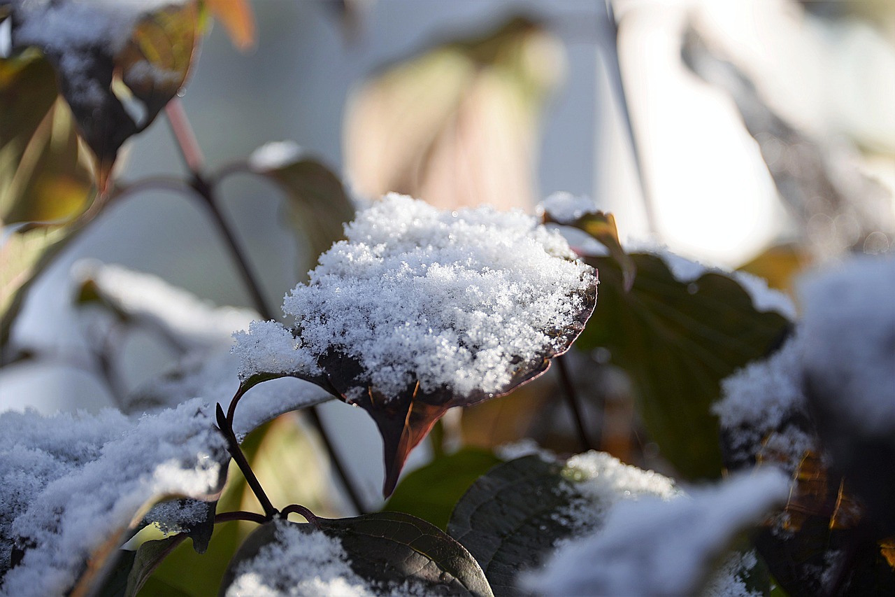 snow leaves bush free photo