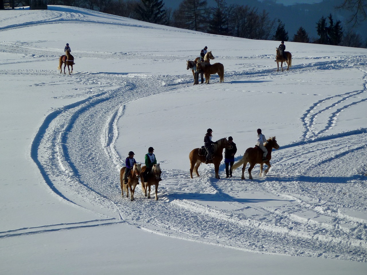 snow mountain horses free photo