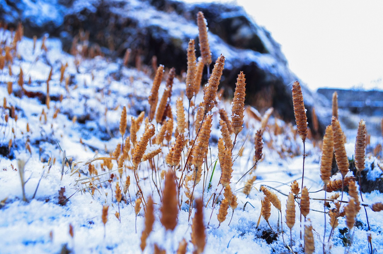 snow snowing winter free photo