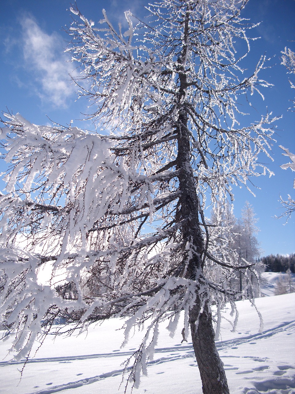 snow winter cold free photo