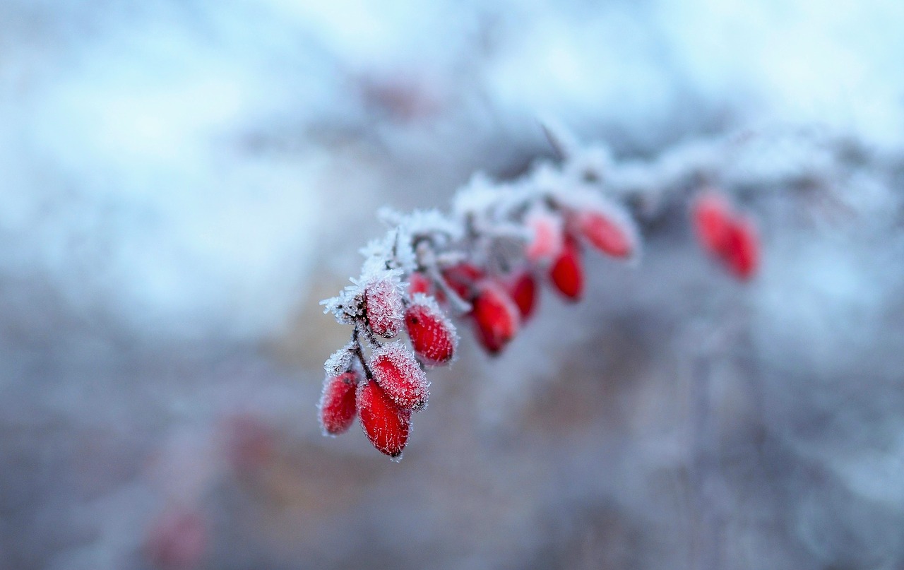 snow winter nature free photo