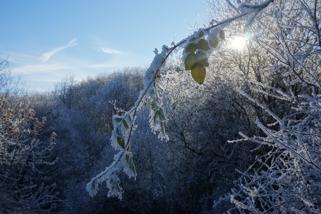 snow snowy forest snowfall free photo