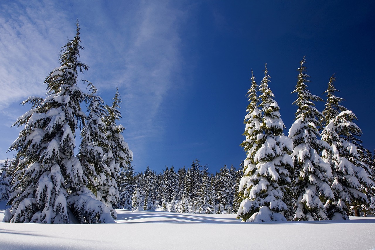 snow forest winter free photo