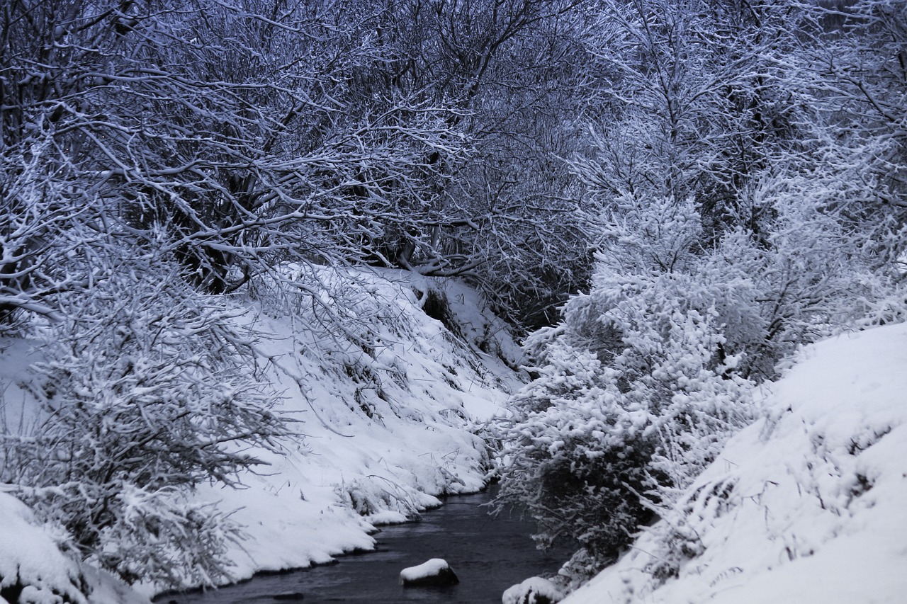 snow tree creek free photo