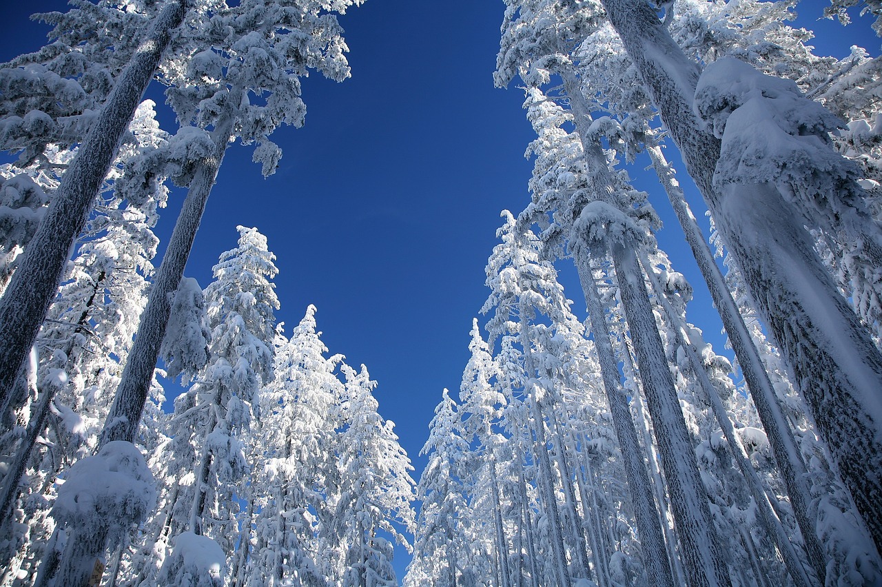 snow ponderosa pines trees free photo