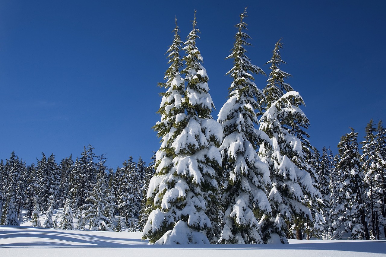 snow pine trees winter free photo