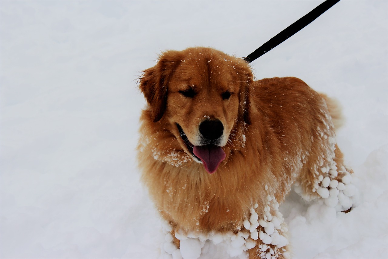 snow dog pet free photo