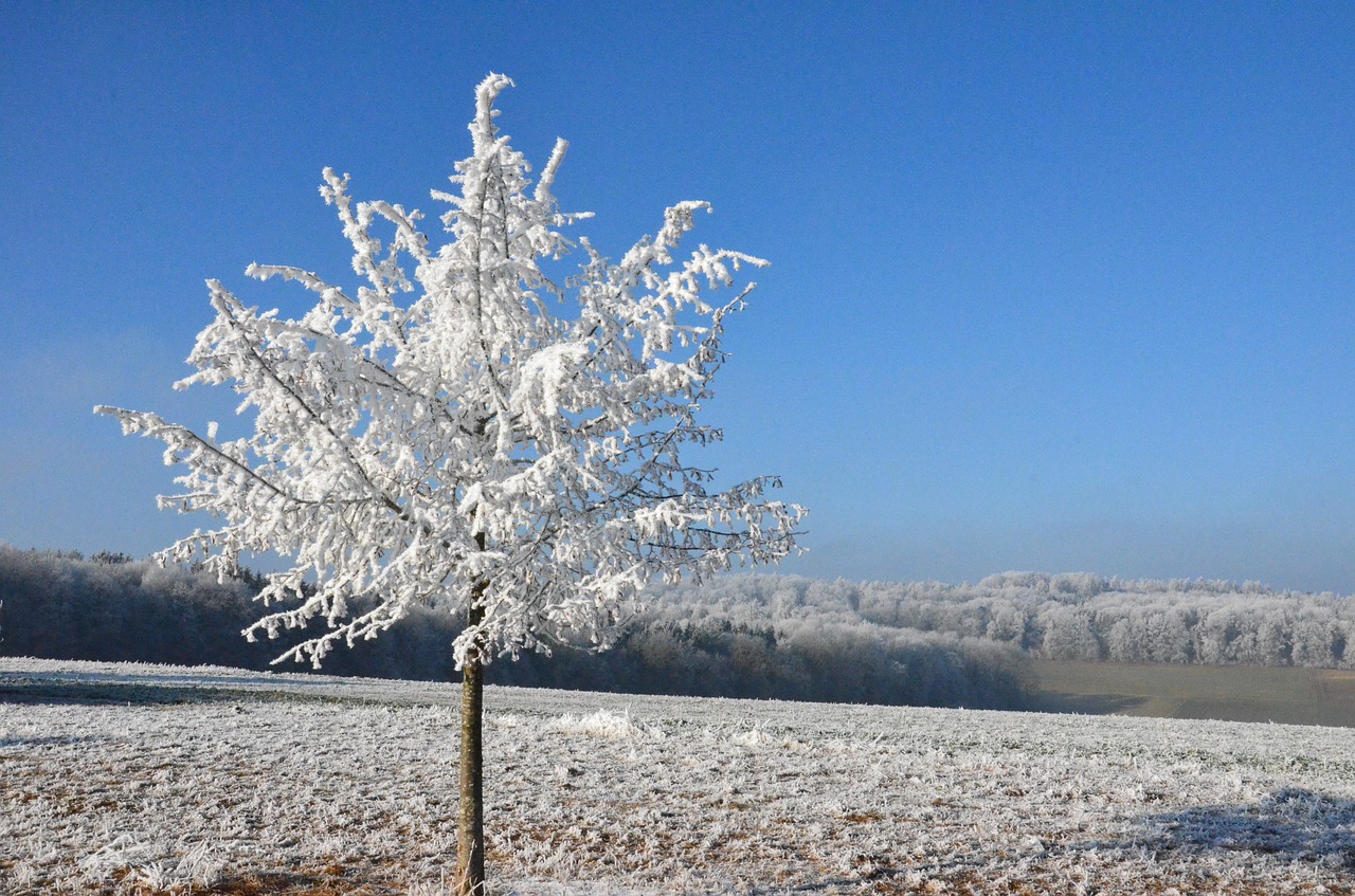 snow sun winter free photo