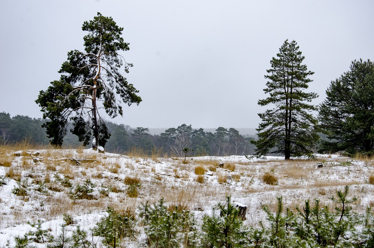 snow heide trees free photo