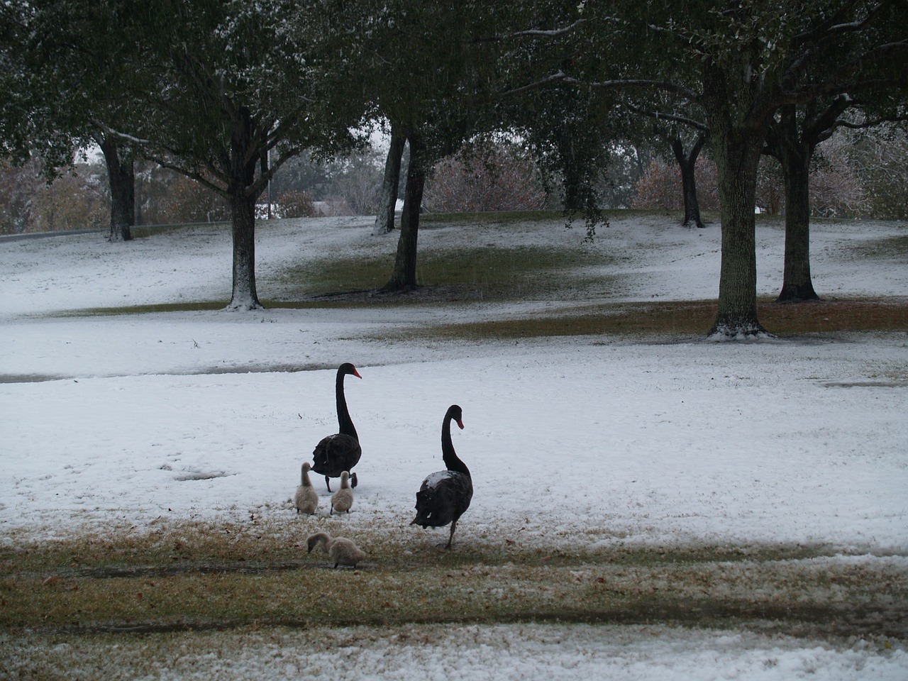 snow ducklings trees free photo