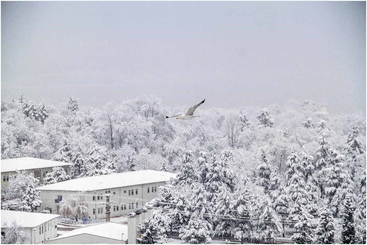 snow winter bird free photo