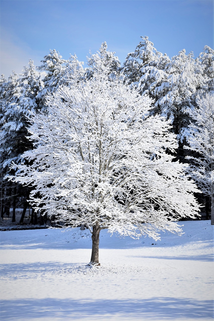 snow tree winter trees free photo