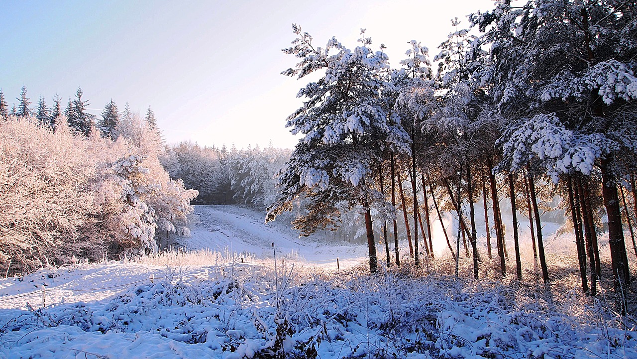 snow forest winter landscape free photo