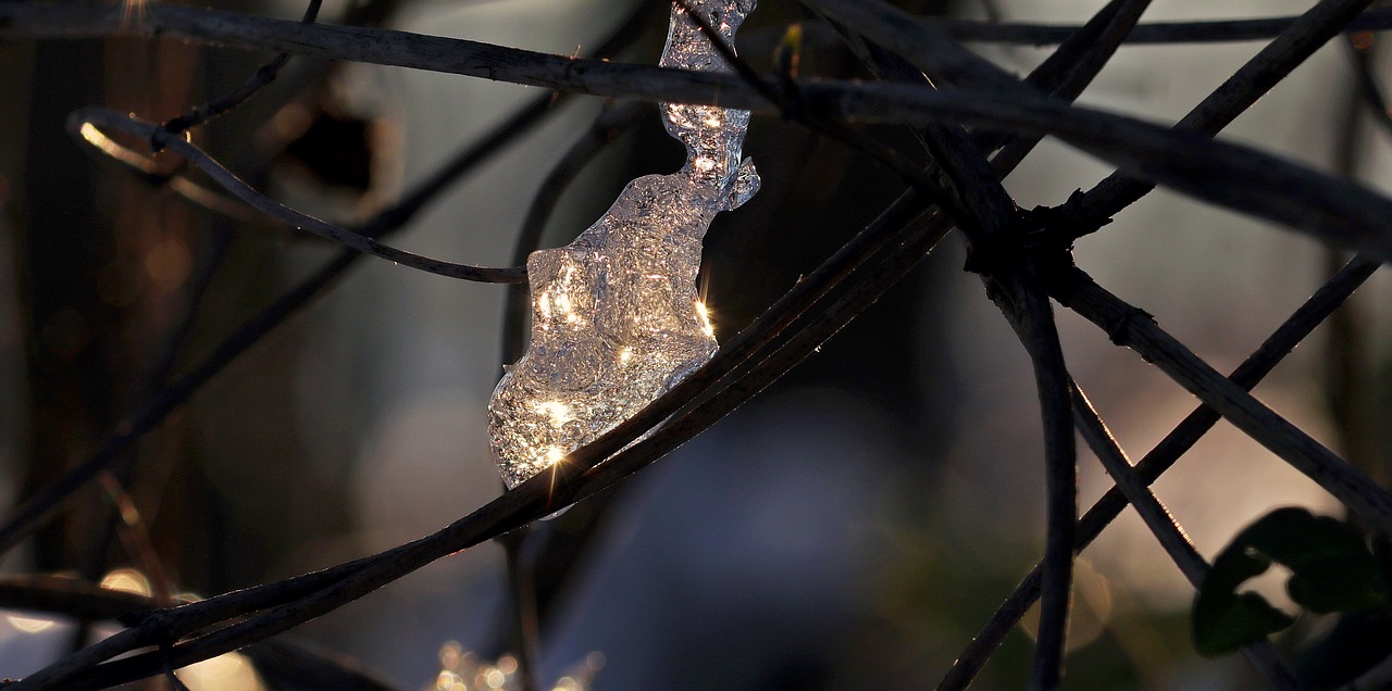 snow ice forest free photo