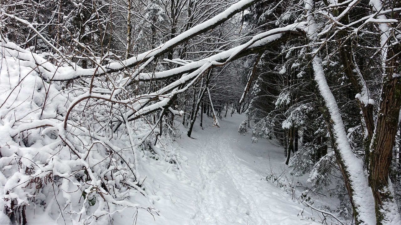 snow white winter landscape free photo