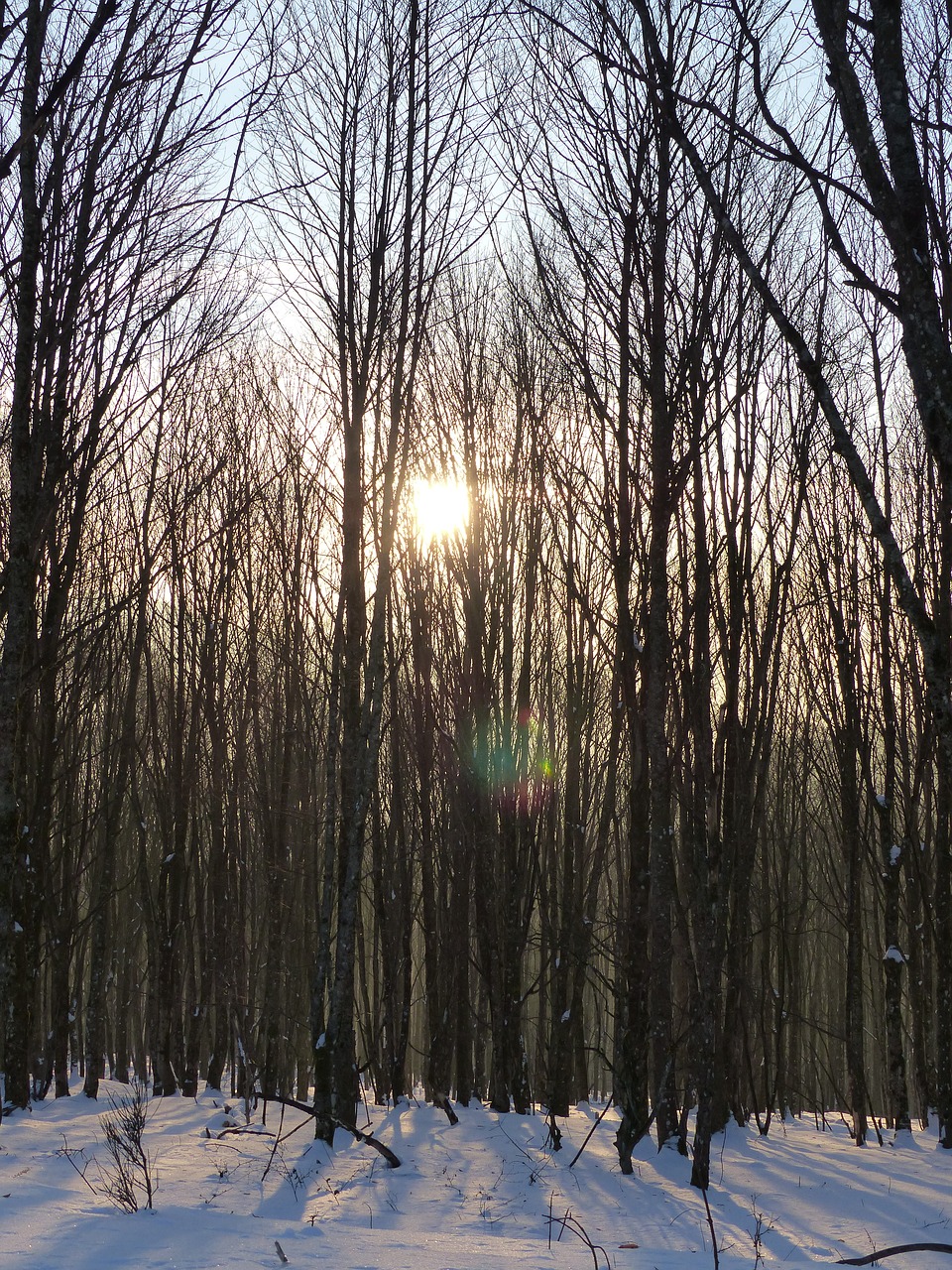 snow trees forest free photo