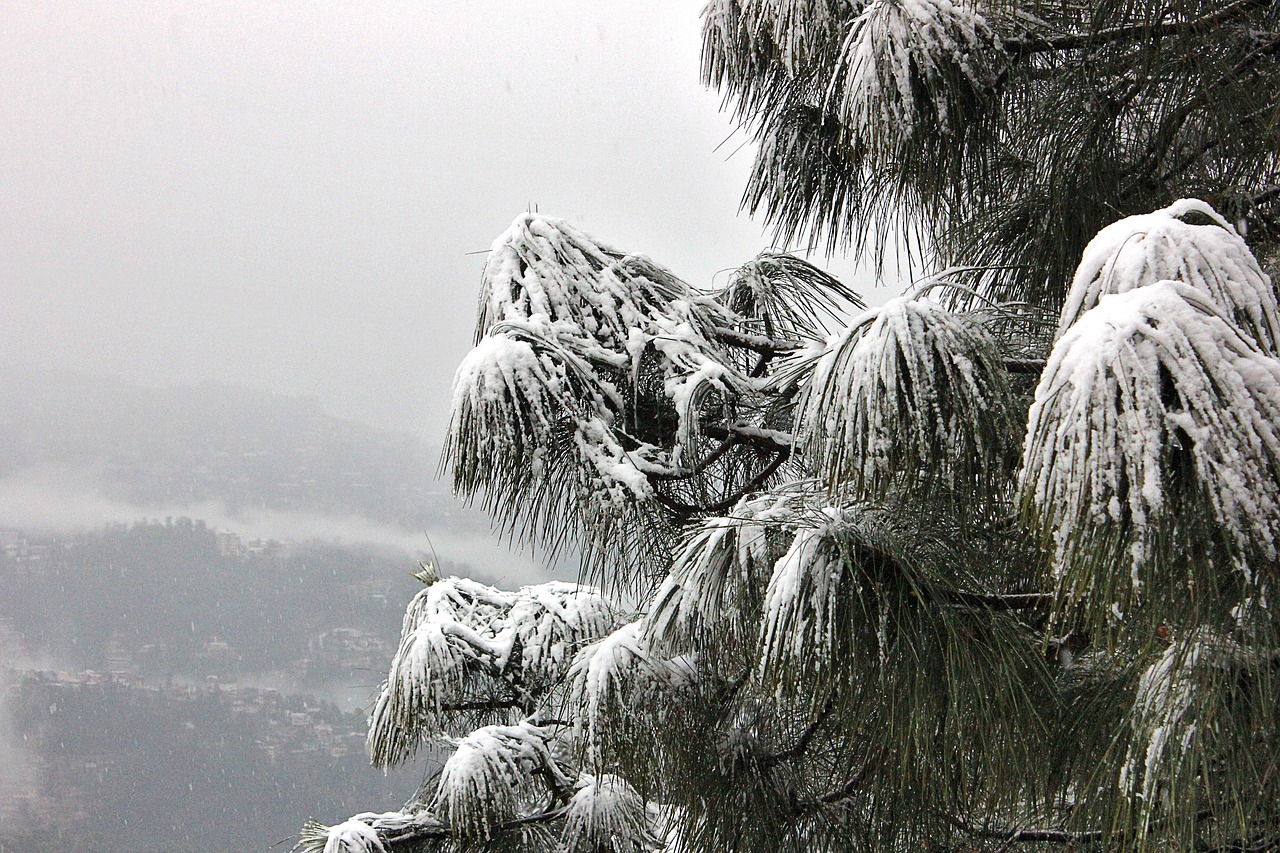 snow tree shimla free photo