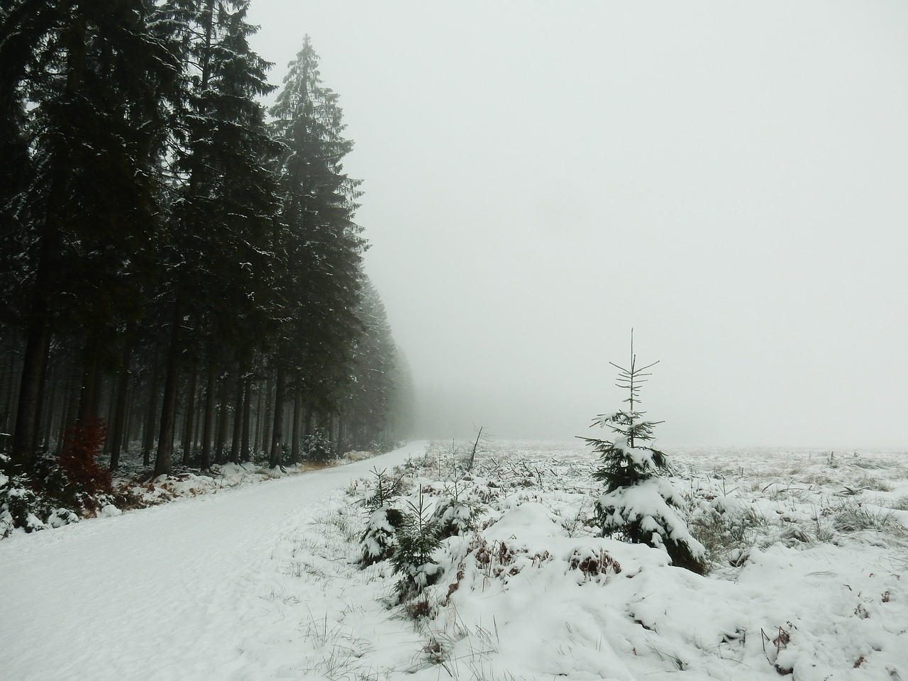 snow forest coniferous trees free photo